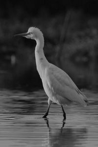 Close-up of a bird