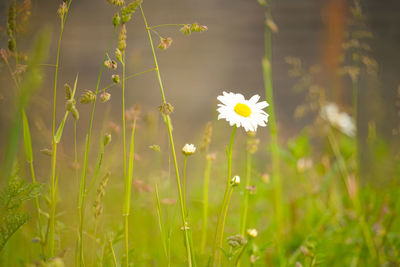 Close-up of flowering plant on field
