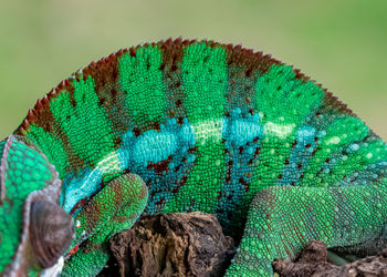 Close-up of lizard