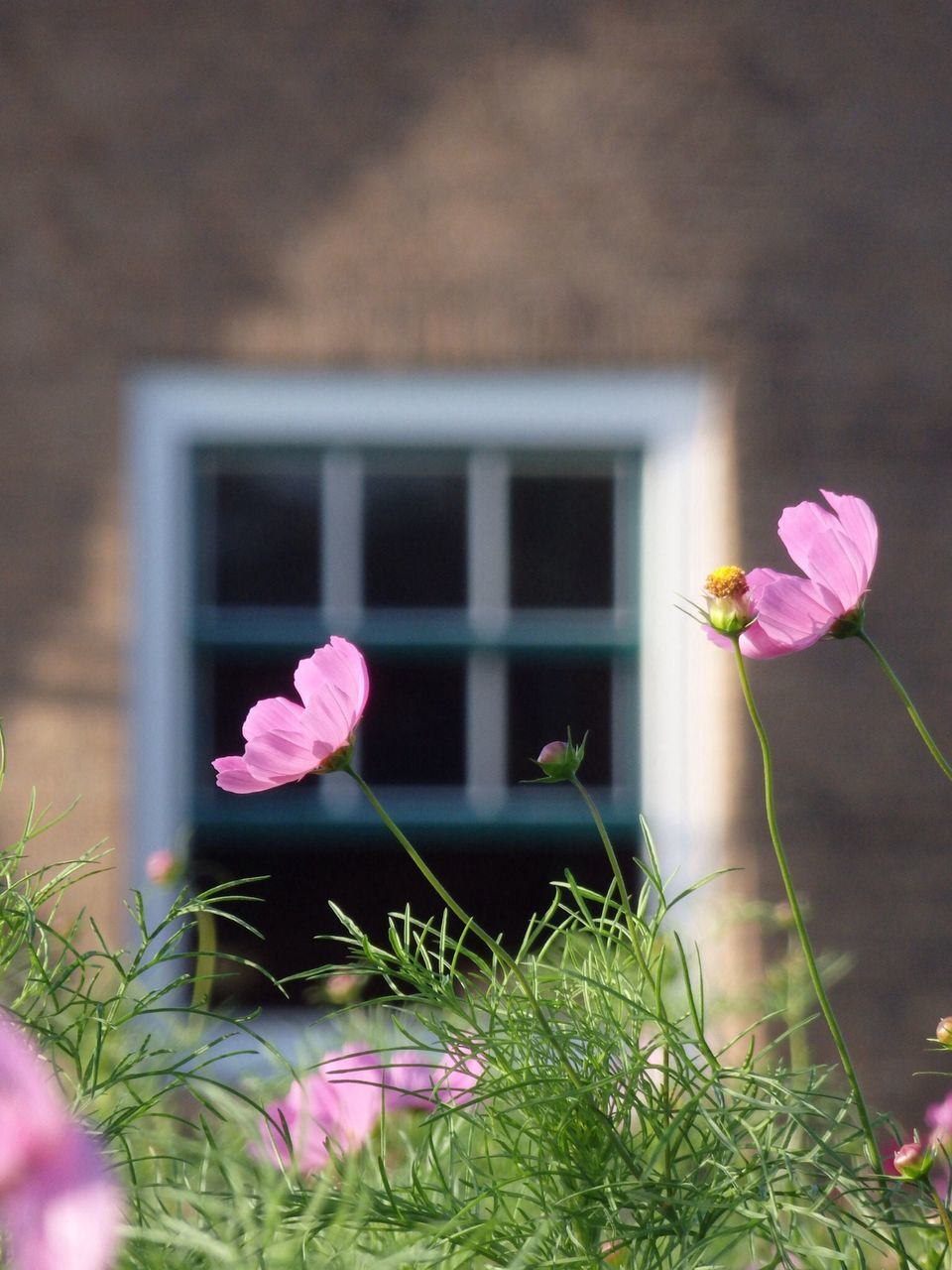 flower, fragility, freshness, pink color, petal, growth, blooming, building exterior, flower head, built structure, architecture, beauty in nature, plant, window, nature, in bloom, house, stem, close-up, day