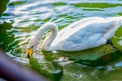 Swan swimming in lake