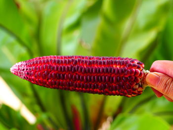 Close-up of hand holding leaf