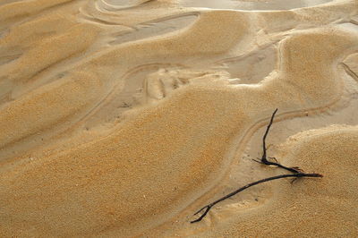 Close-up of starfish on sand at beach