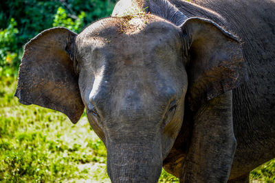 Close-up of elephant in a field