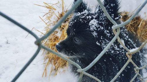Dog on snow covered field seen through chainlink fence