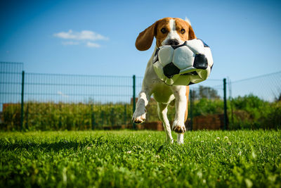 View of a dog with soccer ball on field