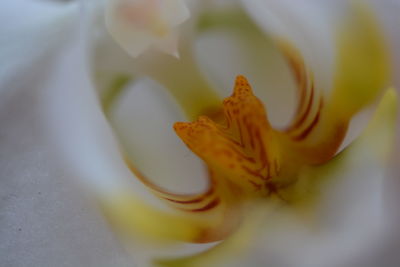 Close-up of day lily