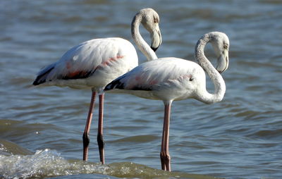 Greater flamingo pair