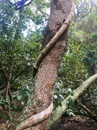 Low angle view of tree trunk in forest