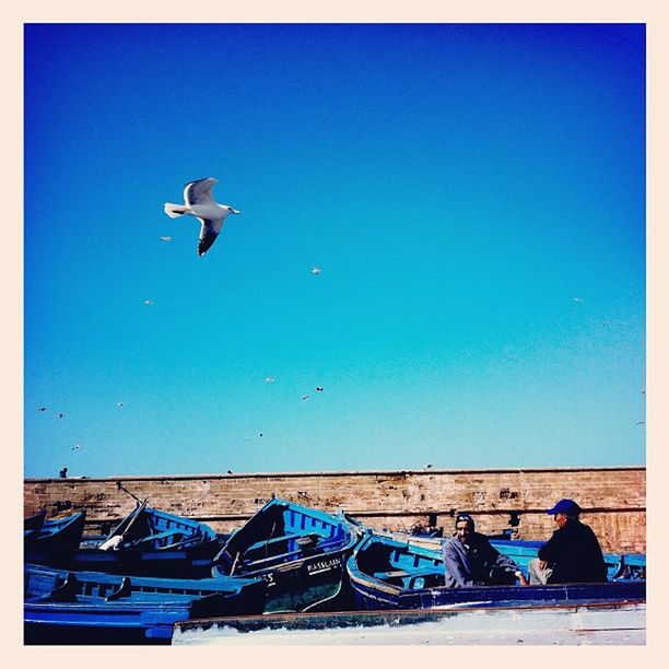 clear sky, blue, transfer print, copy space, bird, flying, auto post production filter, wildlife, animal themes, transportation, men, low angle view, animals in the wild, mode of transport, day, built structure, outdoors, leisure activity, airplane