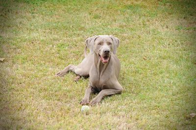 Portrait of dog sitting on field