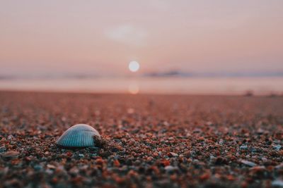 Close-up of crab on beach against sky during sunset