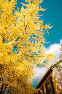 Low angle view of yellow tree against sky