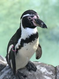 Close-up of penguin