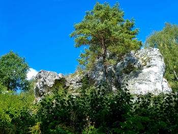 Low angle view of trees against clear blue sky