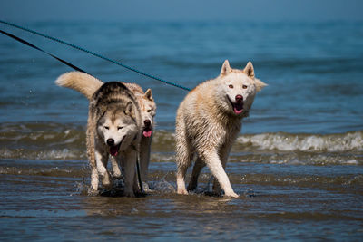 Siberian huskies on a leash enjoying the sea