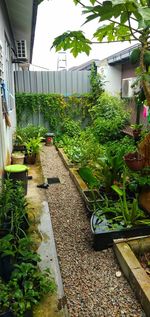 Potted plants outside house in garden