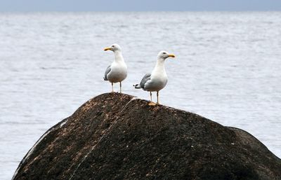 Close-up of bird perching on shore