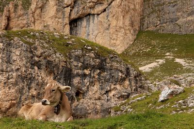 Close-up of sheep on rock