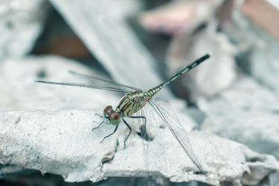 Close-up of dragonfly on rock