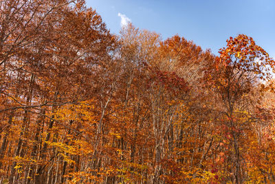 Low angle view of autumnal trees against sky