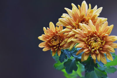 Close-up of yellow daisy flowers