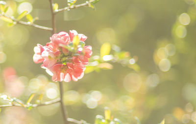 Close-up of pink flowering plant