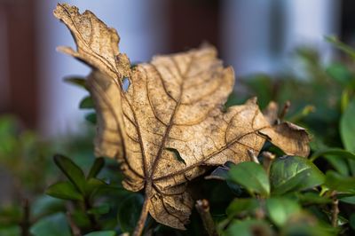 Close-up of dry leaves on plant