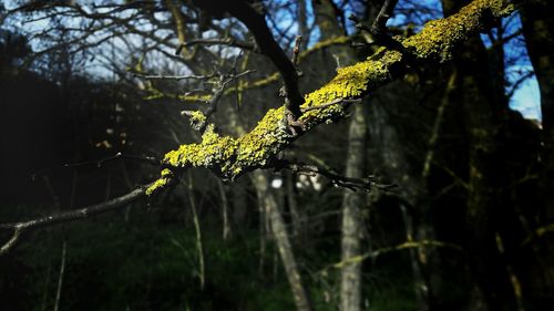 Low angle view of moss on branch in forest