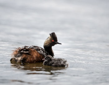 Bird swimming in lake