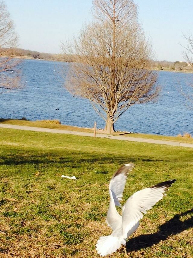 bird, animal themes, grass, water, bare tree, tree, animals in the wild, lake, wildlife, tranquility, tranquil scene, nature, scenics, beauty in nature, one animal, field, sky, swan, lakeshore, day