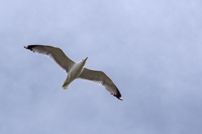 Low angle view of birds flying in sky