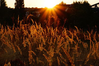Close-up of trees against sunset