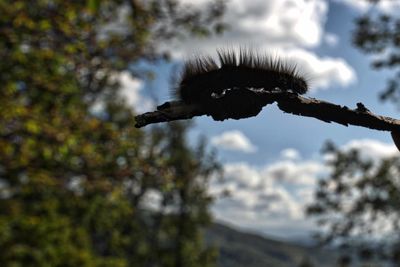 Low angle view of bird on branch against sky