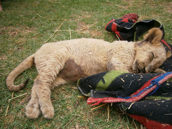 Cat sleeping in a field