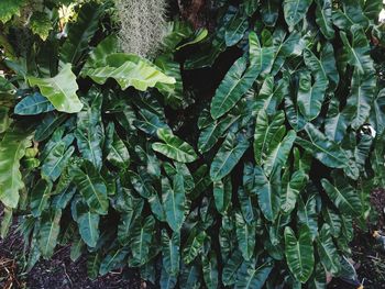 Full frame shot of fresh green leaves