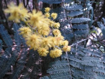 Close-up of yellow flowering plants