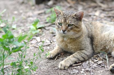 Portrait of cat sitting on field