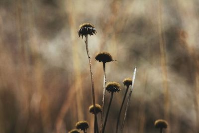 Close-up of dandelion flower