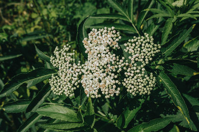 Close-up of flowering plant