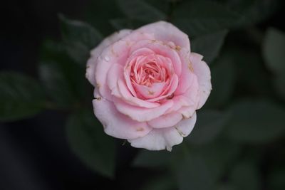 Close-up of pink rose