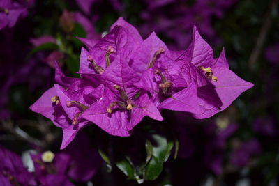 Close-up of fresh purple flower in bloom