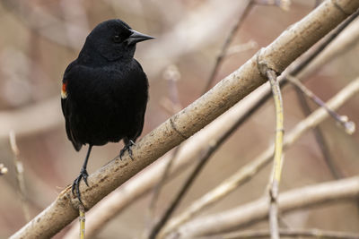 A male red-winged blackbird perched in a tree.