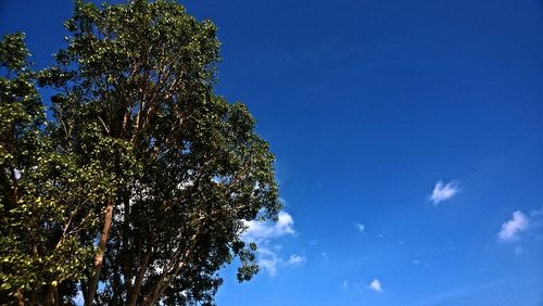 Low angle view of trees against blue sky