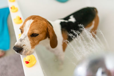High angle view of dog taking bath in bathtub