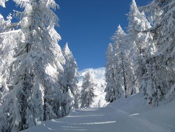 Snow covered pine trees against sky