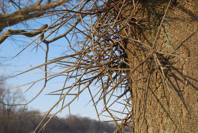 Close-up of bare tree against sky