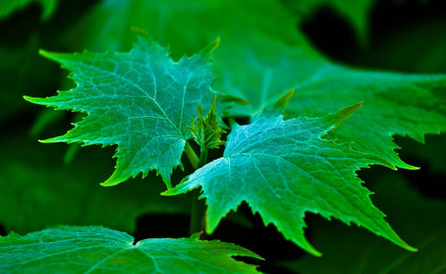 Close-up of maple leaf