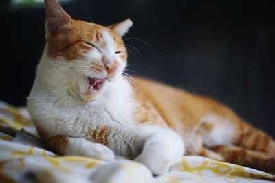 Close-up of ginger cat lying on bed