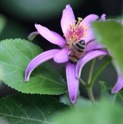 Close-up of purple flowers blooming outdoors